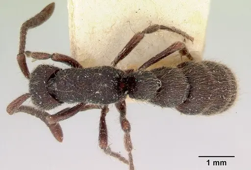 Zasphinctus turneri specimen