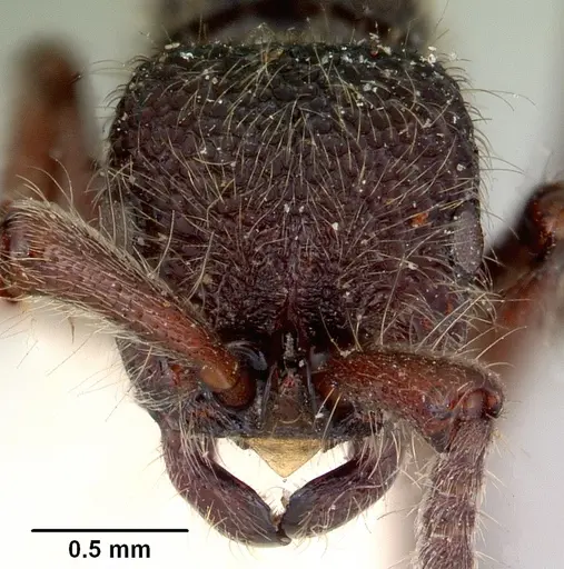 Zasphinctus turneri specimen