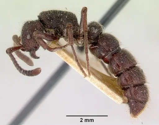 Zasphinctus turneri specimen