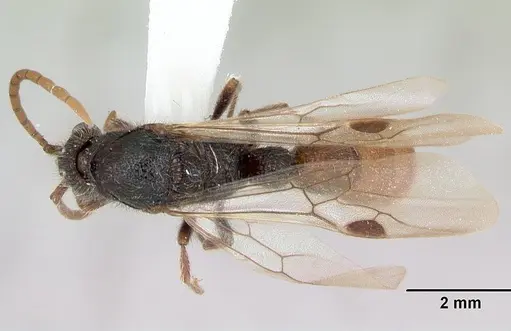 Zasphinctus turneri - CASENT0172969