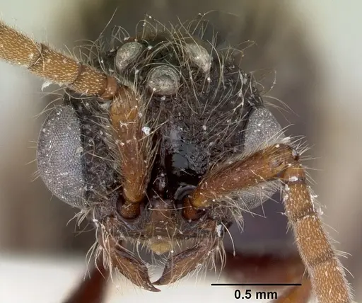 Zasphinctus turneri - CASENT0172969