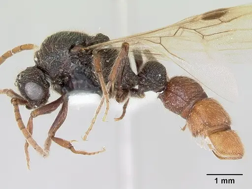 Zasphinctus turneri - CASENT0172969