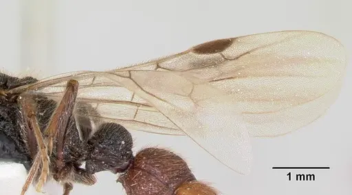 Zasphinctus turneri - CASENT0172969