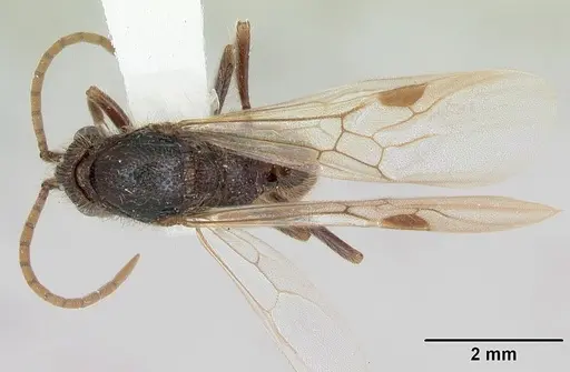 Zasphinctus turneri - CASENT0173067