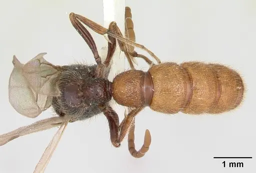 Zasphinctus turneri - CASENT0173067