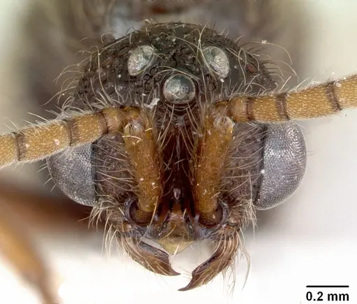 Zasphinctus turneri - CASENT0173067