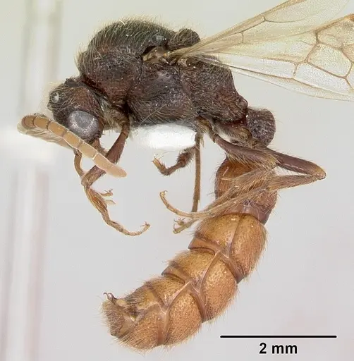 Zasphinctus turneri - CASENT0173067