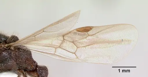 Zasphinctus turneri - CASENT0173067