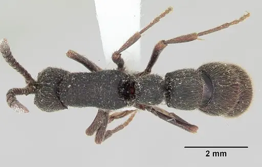 Zasphinctus turneri - CASENT0173068