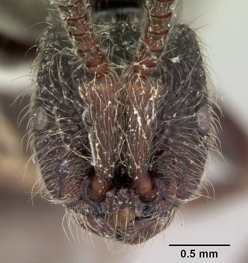 Zasphinctus turneri - CASENT0173068