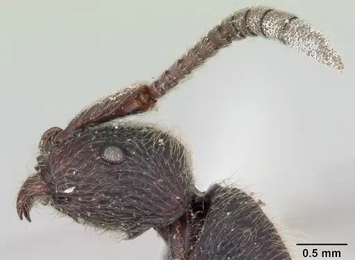 Zasphinctus turneri - CASENT0173068