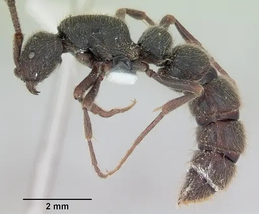 Zasphinctus turneri - CASENT0173068