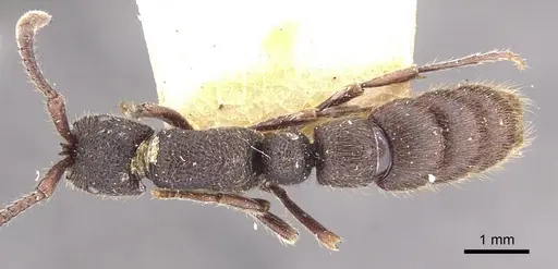 Zasphinctus turneri - CASENT0902768