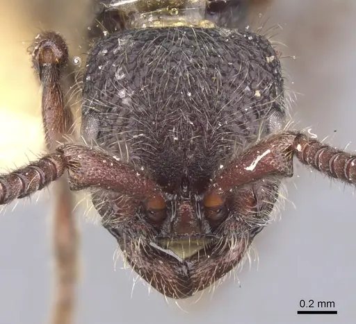 Zasphinctus turneri - CASENT0902768