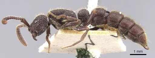 Zasphinctus turneri - CASENT0902768