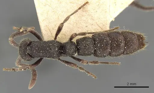 Zasphinctus turneri - CASENT0907040