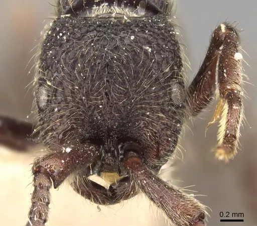 Zasphinctus turneri - CASENT0907040