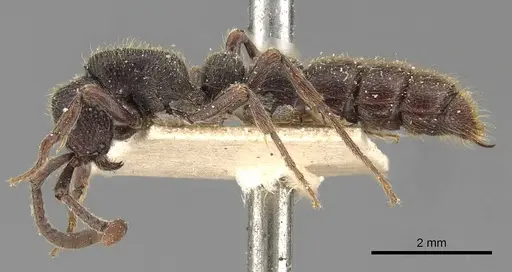 Zasphinctus turneri - CASENT0907040