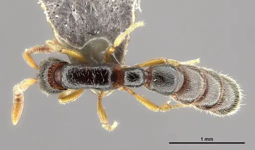 Zasphinctus wilsoni specimen