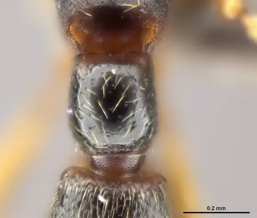 Zasphinctus wilsoni specimen