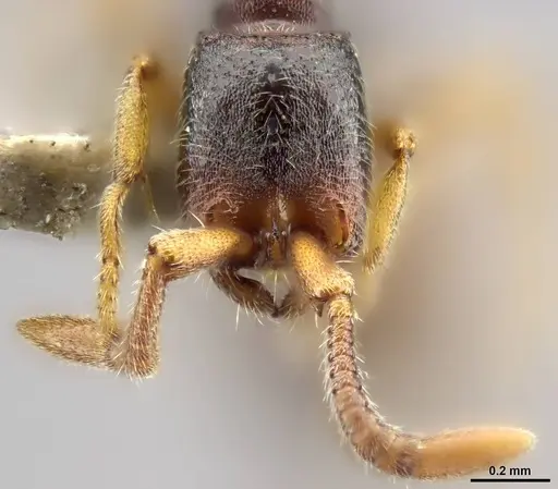 Zasphinctus wilsoni specimen