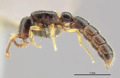 Zasphinctus wilsoni - MCZ-ENT00512764