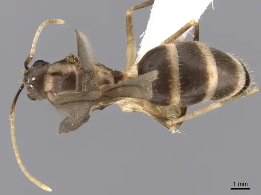 Zatania gloriosa specimen