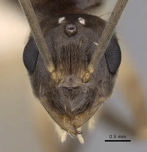 Zatania gloriosa specimen