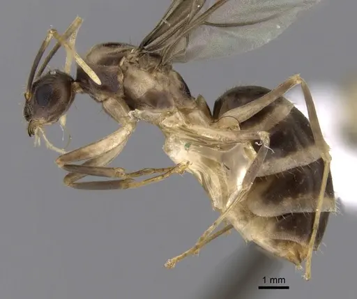 Zatania gloriosa specimen