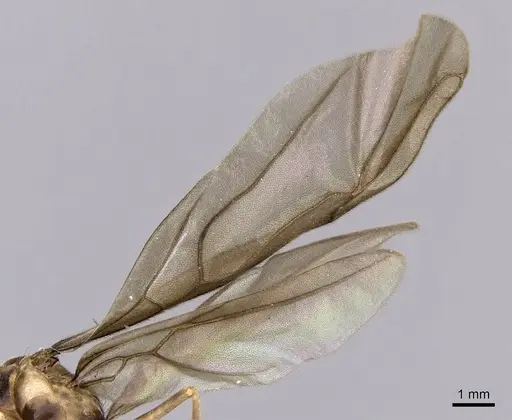 Zatania gloriosa - CASENT0604270