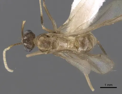 Zatania gloriosa - CASENT0604271