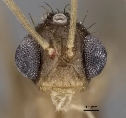 Zatania gloriosa - CASENT0604271