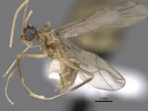 Zatania gloriosa - CASENT0604271