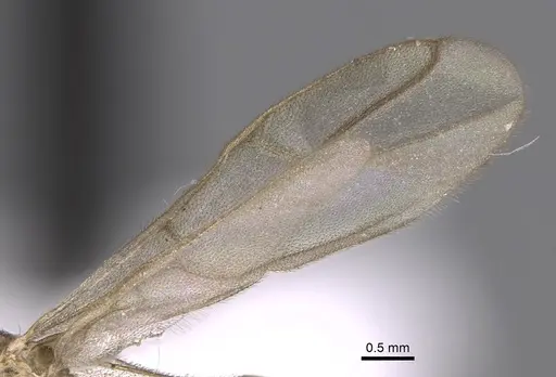 Zatania gloriosa - CASENT0604271