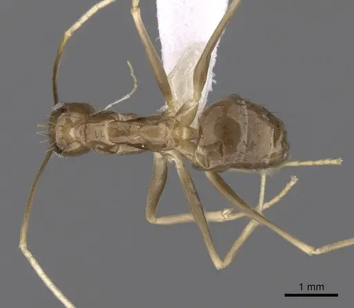 Zatania gloriosa - CASENT0618628