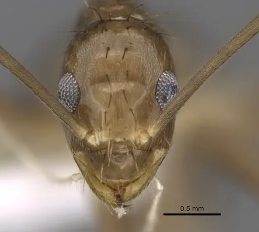 Zatania gloriosa - CASENT0618628