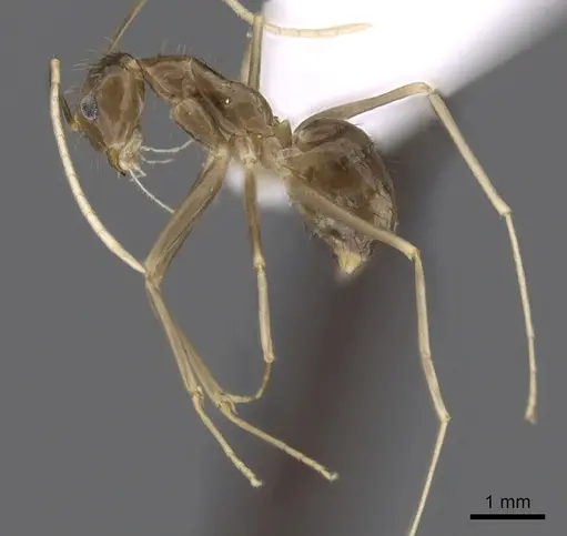 Zatania gloriosa - CASENT0618628