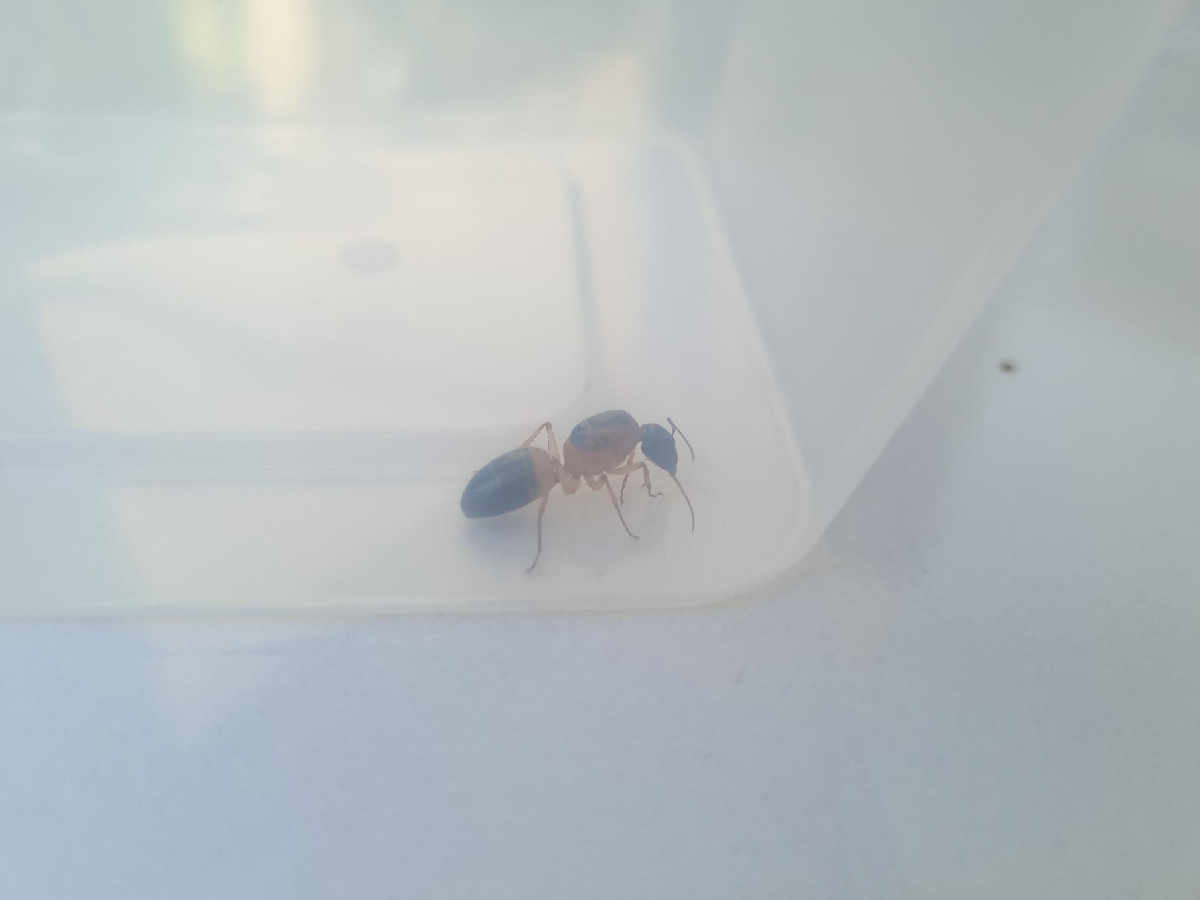 Flight image for Camponotus consobrinus on 29 Dec 2025