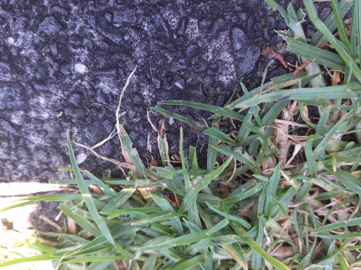 Flight image for Formicidae on 24 Jan 2026