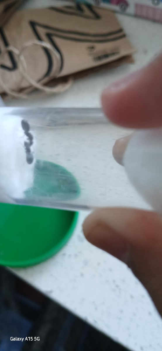 Flight image for Formicidae on 2 Feb 2026