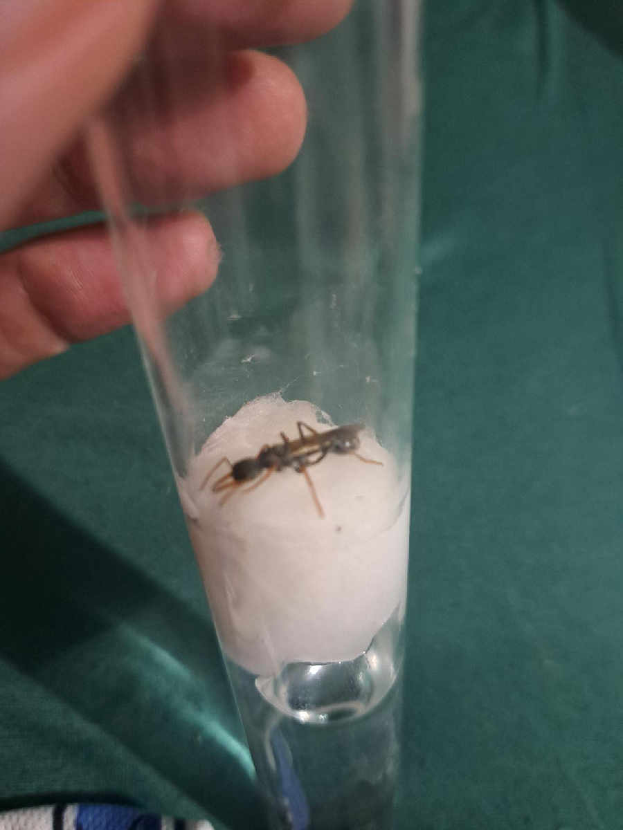 Flight image for Formicidae on 21 Feb 2026