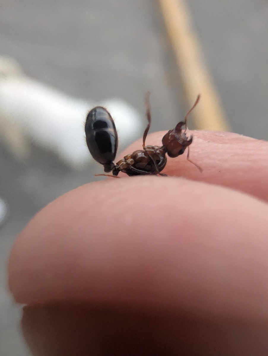 Flight image for Solenopsis geminata on 26 Jan 2026