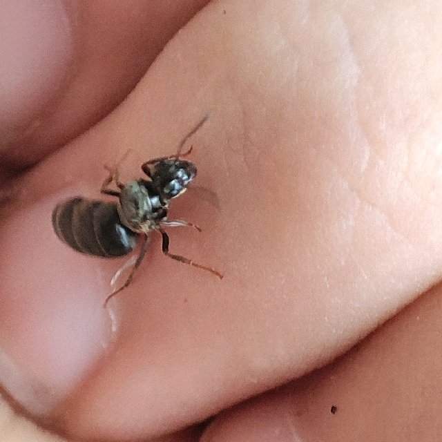 Flight image for Lasius sp. on 6 Jun 2024