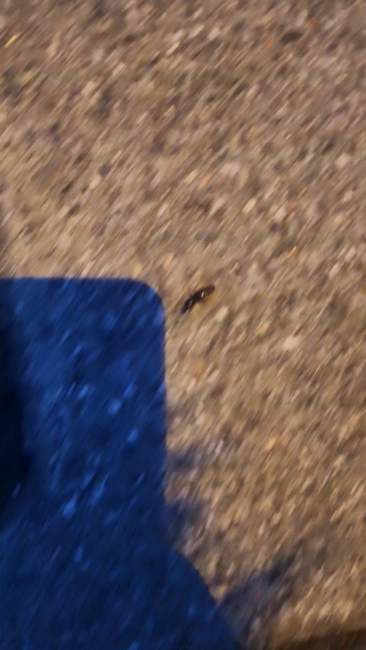 Flight image for Lasius sp. on 9 Jul 2024