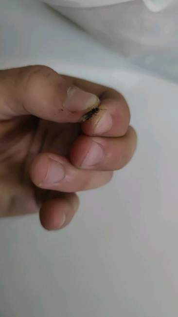 Flight image for Lasius umbratus on 24 Jun 2024