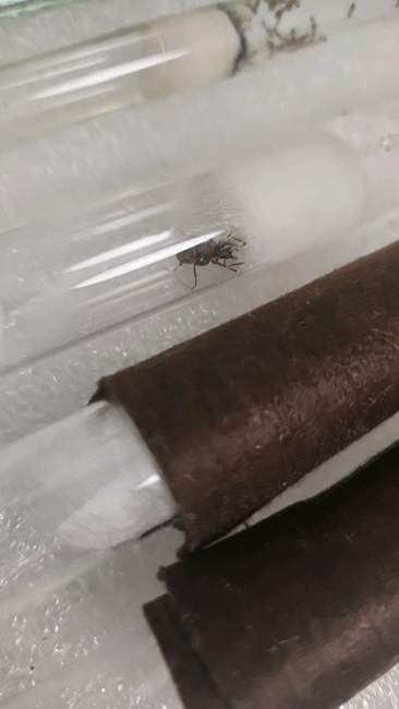 Flight image for Formica rufibarbis on 9 Jul 2024