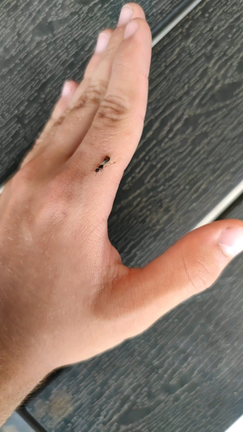 Tetramorium caespitum