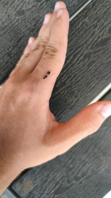 Flight image for Tetramorium caespitum on 20 Jun 2024