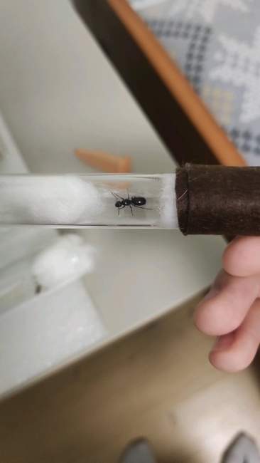 Flight image for Formica cinerea on 9 Jul 2024