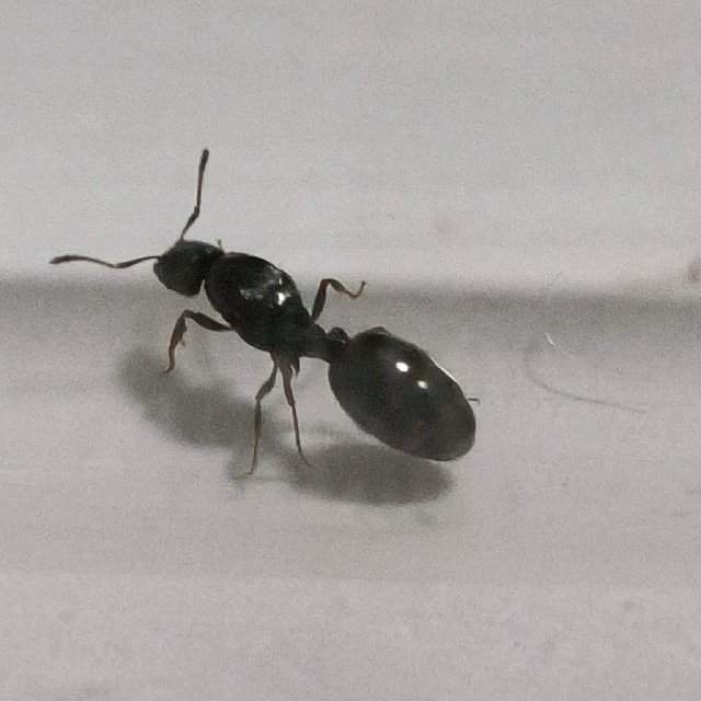 Flight image for Tetramorium sp. on 29 May 2024